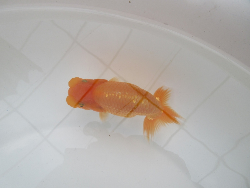 【らんちゅう当歳魚】雰囲気の良い素赤