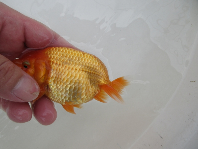 【らんちゅう当歳魚】雰囲気の良い素赤