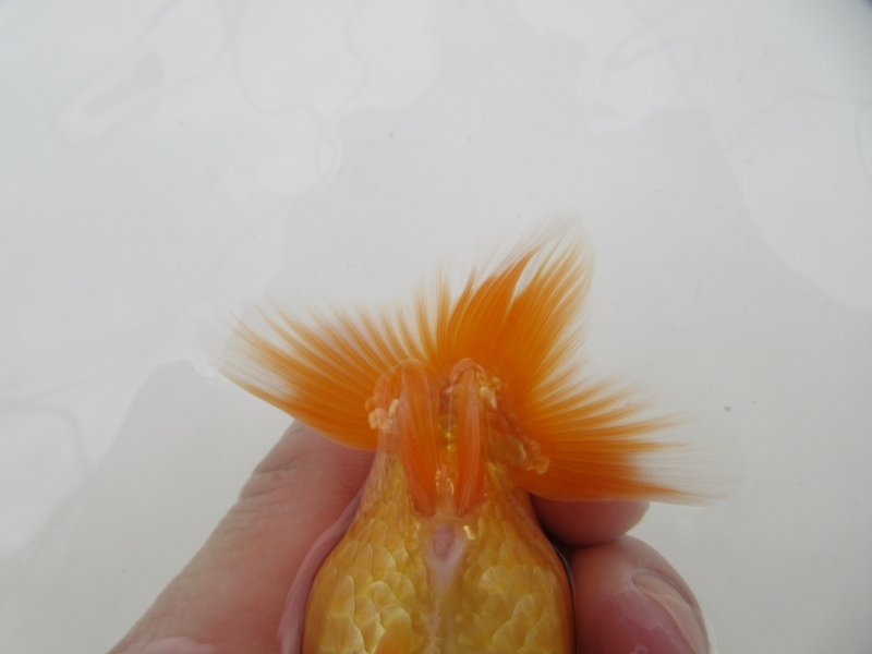 【らんちゅう当歳魚】雰囲気の良い素赤