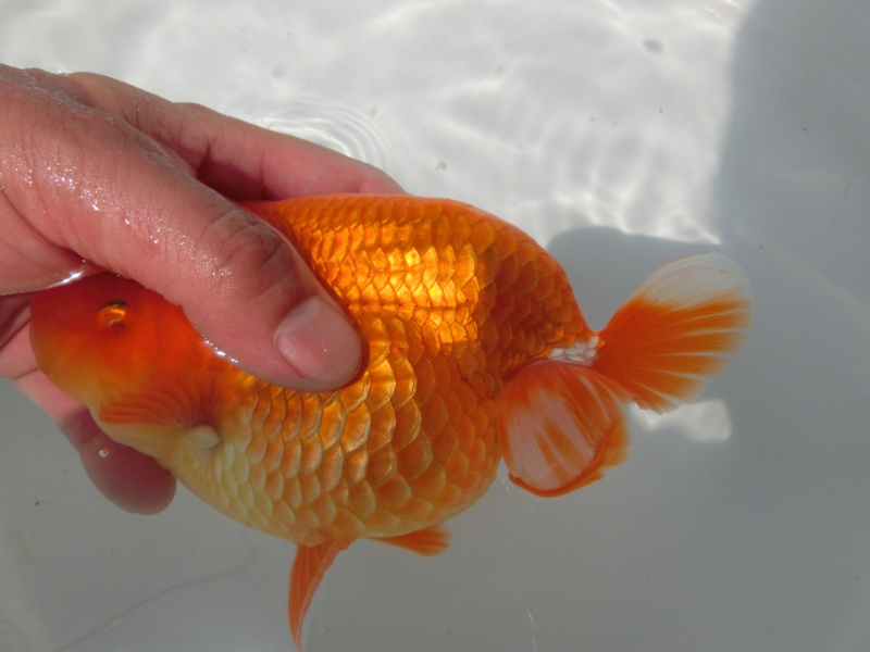 【らんちゅう二歳魚】ご注文有難う御座いました。