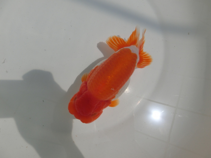 【らんちゅう二歳魚】ご注文有難う御座いました。