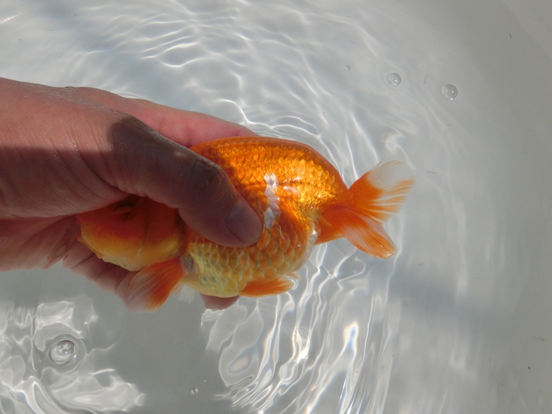 【らんちゅう二歳魚】ご注文有難う御座いました。