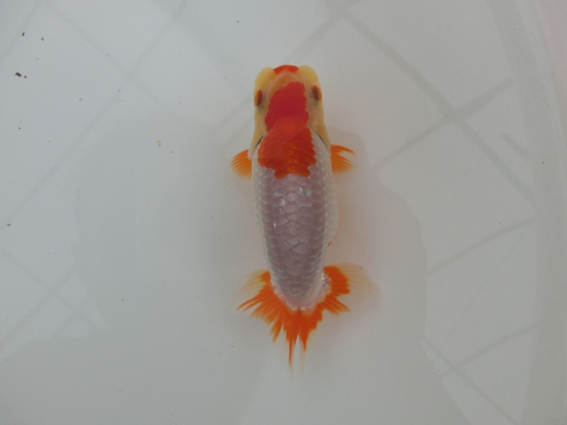 ファミリー☆らんちゅう☆当歳魚☆上物（24） 15．0cm