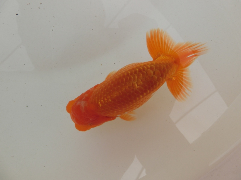 【らんちゅう当歳魚】幅のあるしっかりした体系の更紗