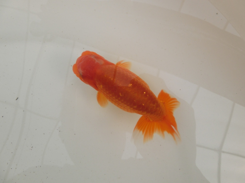 【らんちゅう当歳魚】前がかりの効いた尾が特徴の逸品魚