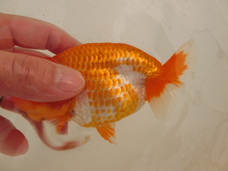 【らんちゅう当歳魚】雰囲気の良い仕上がりの逸品当歳らんちう