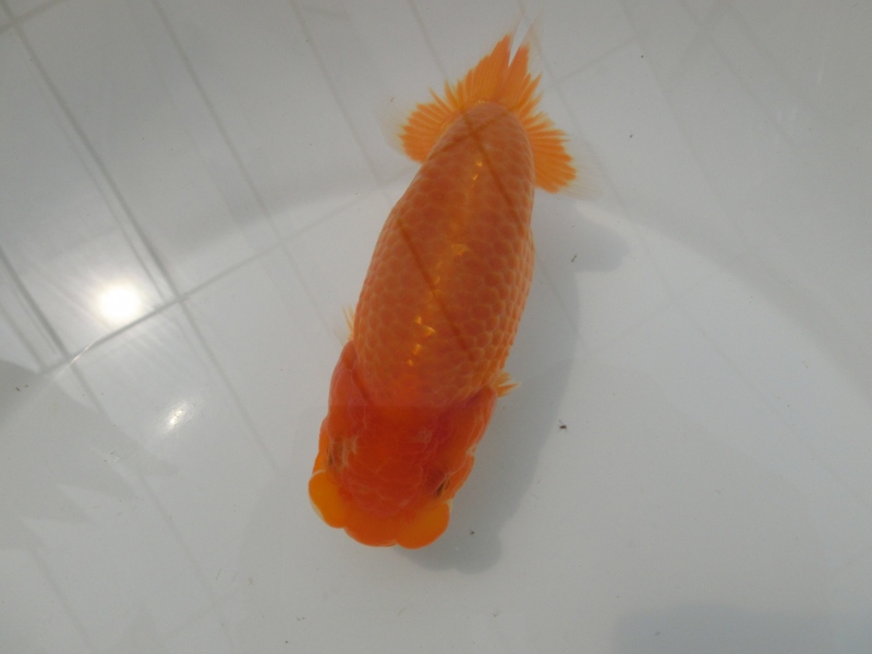 【らんちゅう当歳魚】ご注文有難う御座いました。