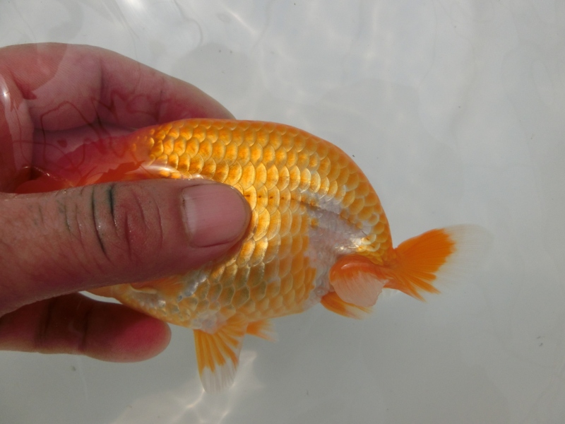 【らんちゅう当歳魚】ご注文有難う御座いました。