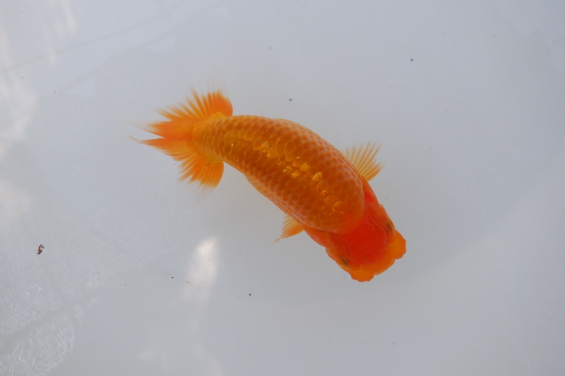 【らんちゅう当歳魚】ありがとうございます。