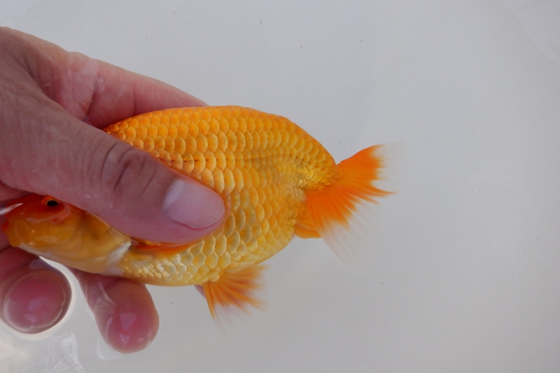 【らんちゅう当歳魚】ありがとうございます。