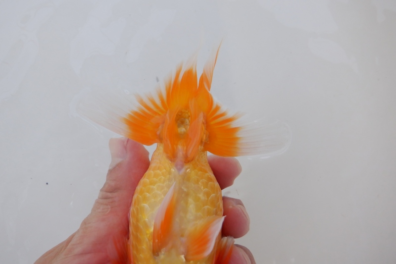 【らんちゅう当歳魚】ありがとうございます。