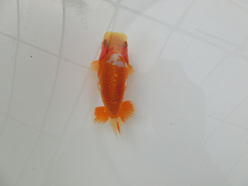 【らんちゅう当歳魚】飼い込みお勧めの当歳魚　四尾二本舵　約11㎝