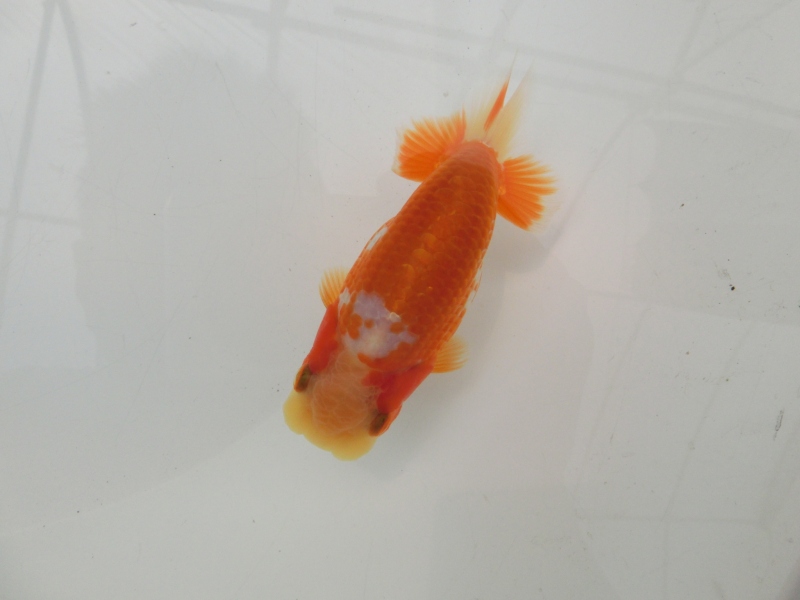 【らんちゅう当歳魚】飼い込みお勧めの当歳魚　四尾二本舵　約11㎝