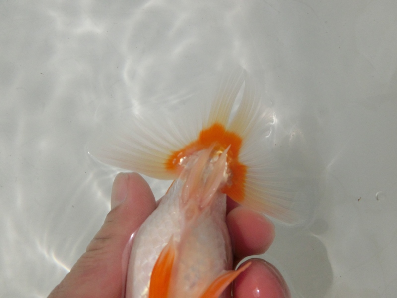 【らんちゅう当歳魚】有難う御座いました。