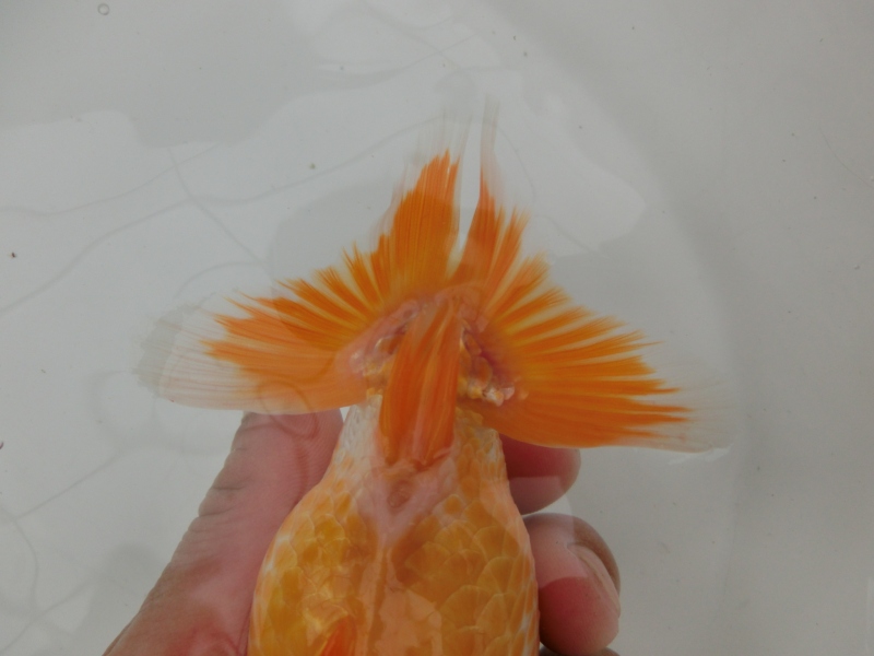 【らんちゅう当歳魚】ご注文有難う御座いました。