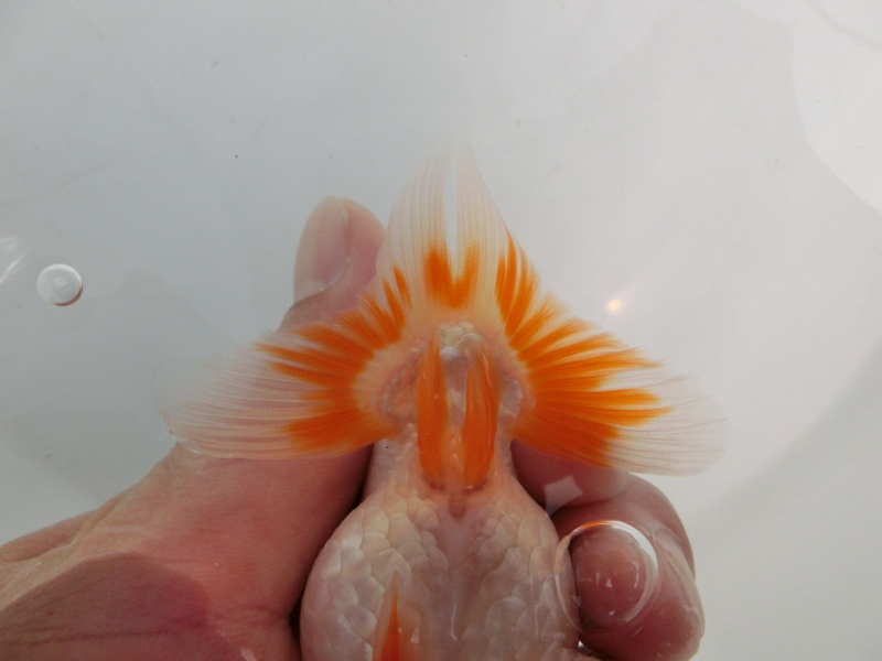 【らんちゅう当歳魚】前がかりの効いた尾型が魅力　四尾二本舵　約10センチ