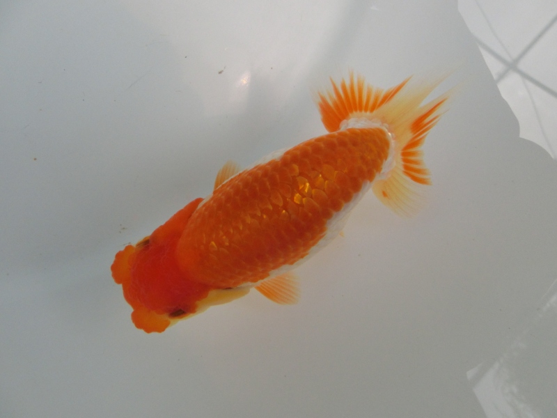 【らんちゅう当歳魚】雰囲気抜群の当歳魚　四尾二本舵　約10,5センチ