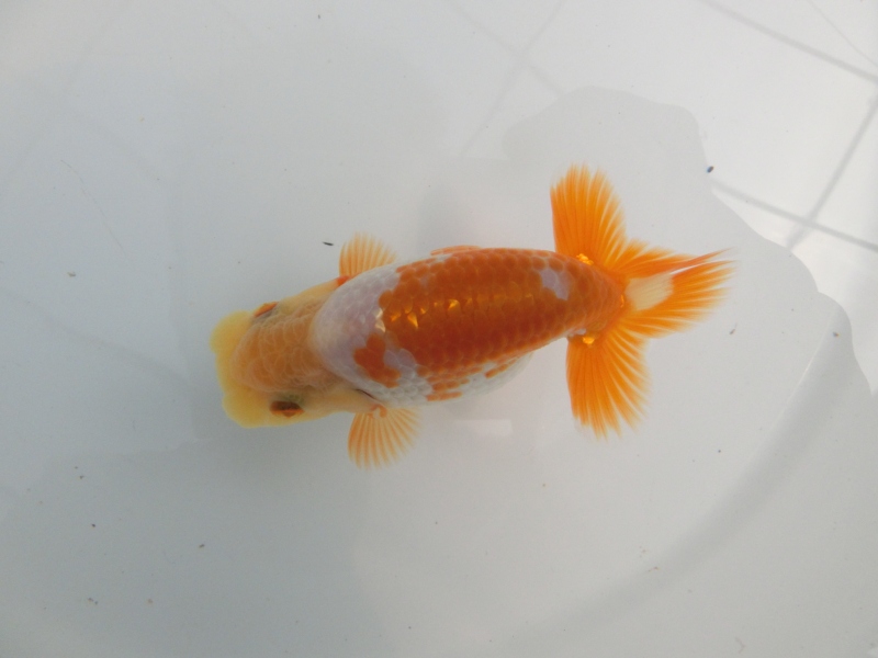 【らんちゅう当歳魚】尾張のキツイクリーム更紗　当歳魚　四尾二本舵　約10㎝