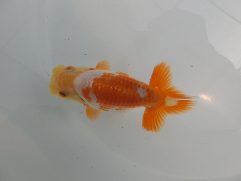 【らんちゅう当歳魚】尾張のキツイクリーム更紗　当歳魚　四尾二本舵　約10㎝