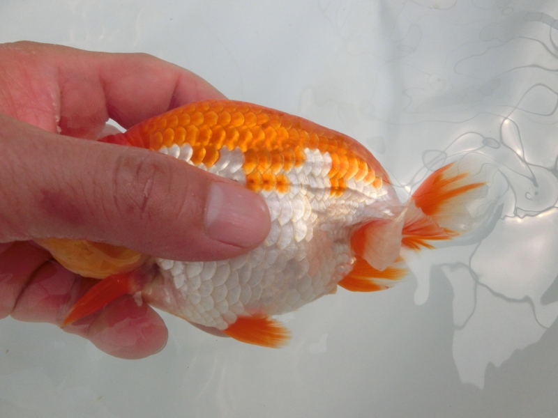 【らんちゅう当歳魚】尾張の良い大きいサイズ　四尾二本舵　約14センチ
