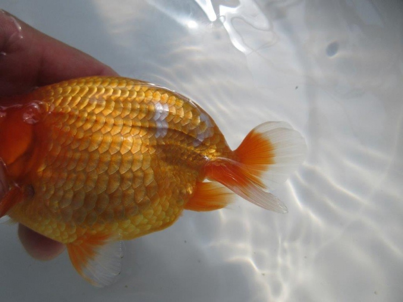 【らんちゅう当歳魚】9月22日撮影　790番