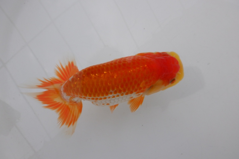 【らんちゅう当歳魚】ありがとうございます。