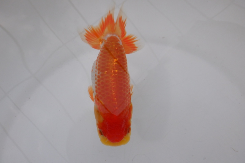 【らんちゅう当歳魚】ありがとうございます。