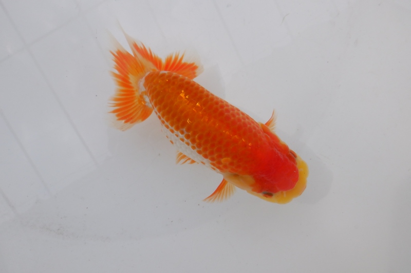 【らんちゅう当歳魚】ありがとうございます。
