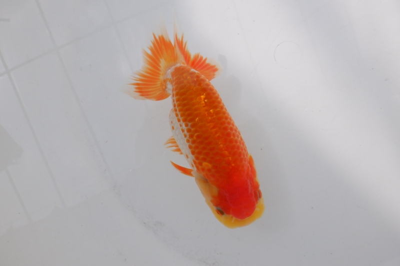 【らんちゅう当歳魚】ありがとうございます。
