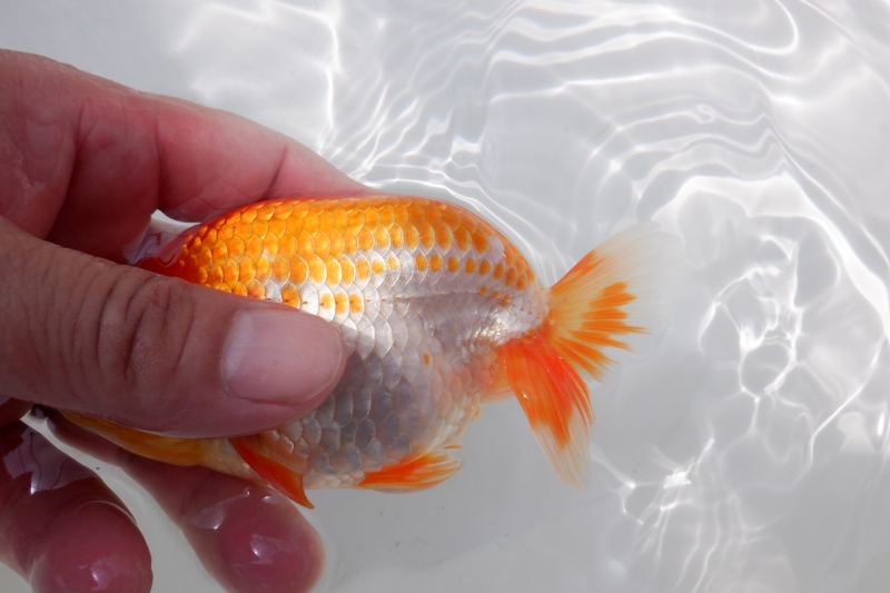【らんちゅう当歳魚】ありがとうございます。