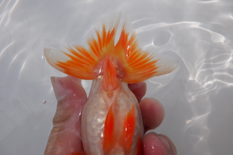 【らんちゅう当歳魚】ありがとうございます。