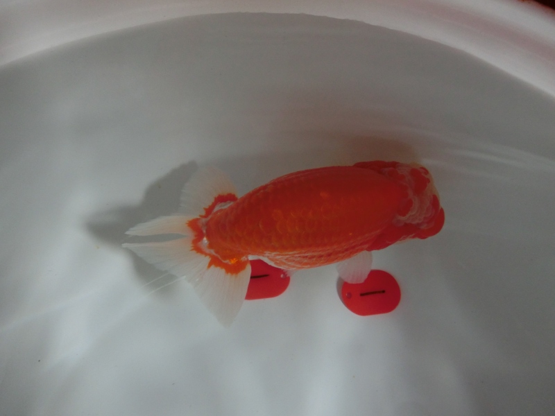 【らんちゅう当歳魚】中部本部大会