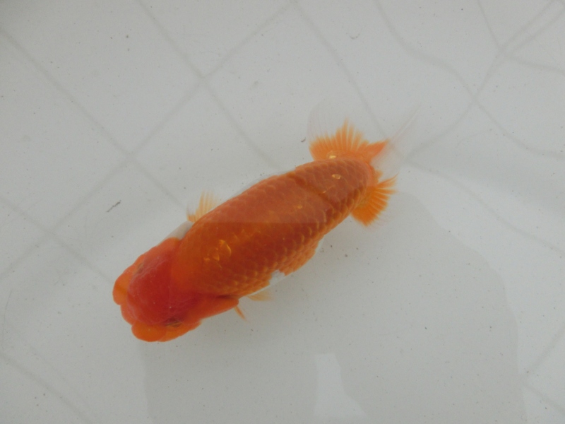 【らんちゅう当歳魚】今後の成長に期待!
