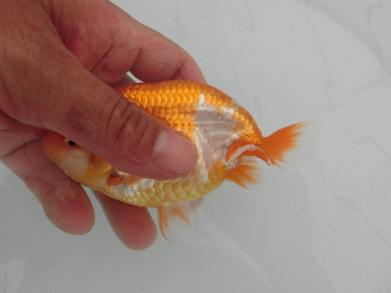 【らんちゅう当歳魚】バランスの良い仕上がり