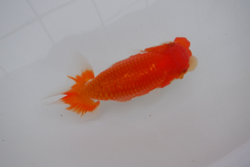 【らんちゅう当歳魚】有難う御座いました。