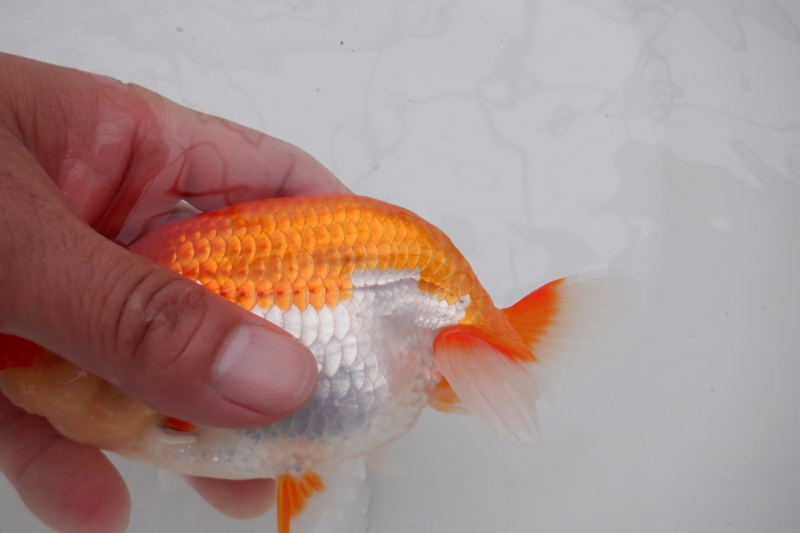 【らんちゅう当歳魚】有難う御座いました。