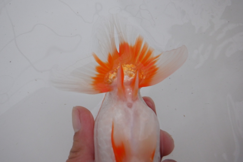【らんちゅう当歳魚】有難う御座いました。