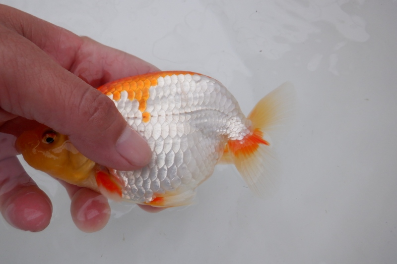 【らんちゅう当歳魚】ありがとうございました。
