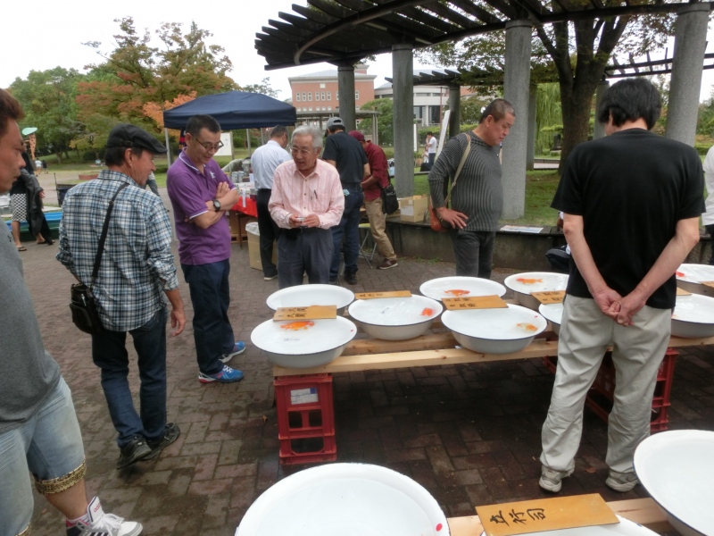 【らんちゅう当歳魚】岐阜県文化連合会