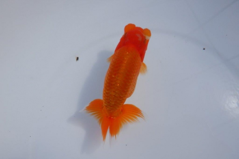 【らんちゅう当歳魚】尾は張りの良い個体