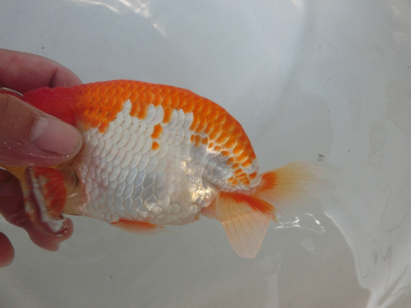 【らんちゅう当歳魚】逸品更紗