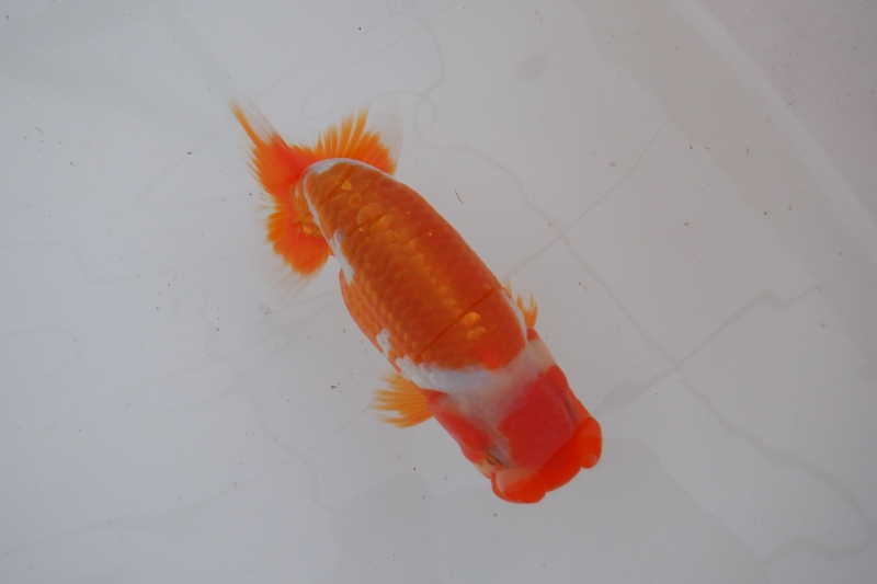 【らんちゅう当歳魚】ありがとうございました。