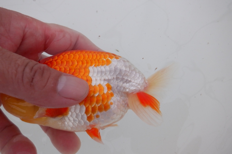 【らんちゅう当歳魚】上質更紗722