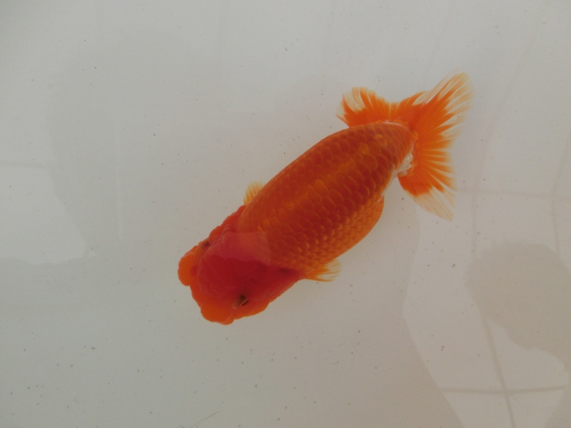 【らんちゅう当歳魚】太味のある更紗　四尾二本舵　14センチ