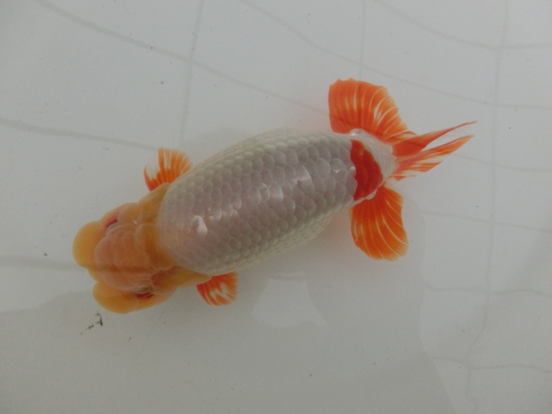 【らんちゅう二歳魚】有難う御座います。