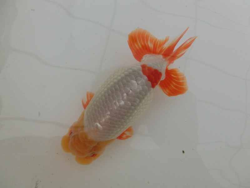 【らんちゅう二歳魚】有難う御座います。