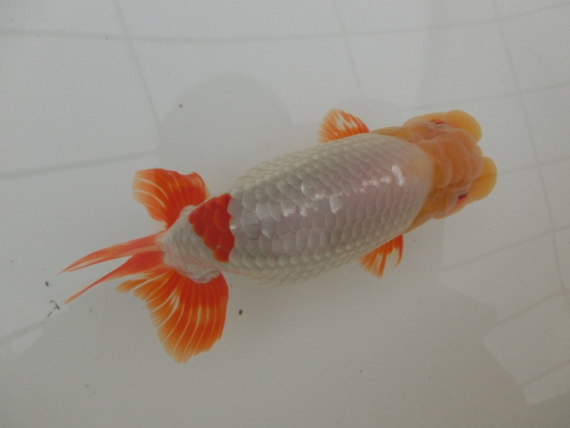 【らんちゅう二歳魚】有難う御座います。