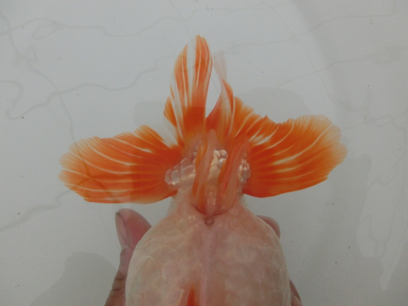 【らんちゅう二歳魚】有難う御座います。