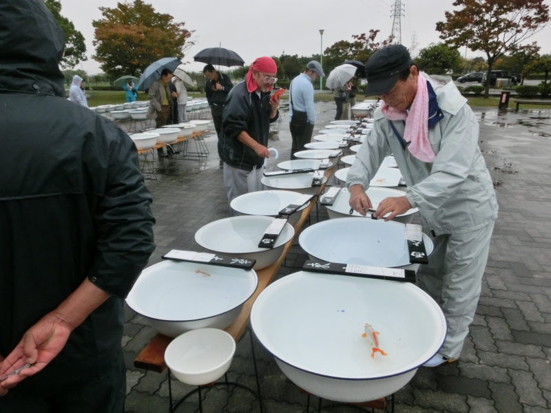 【らんちゅう当歳魚】津島愛錦クラブ