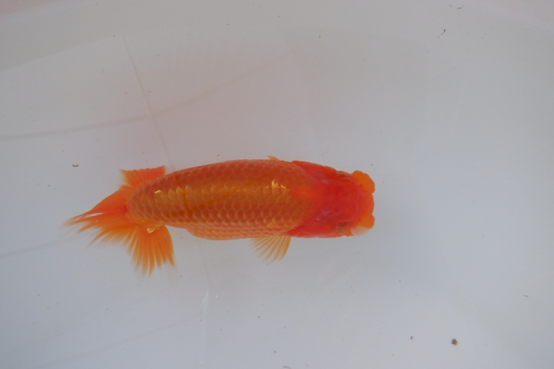 【らんちゅう当歳魚】723ありがとうございました。